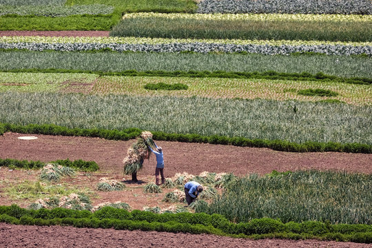 The Vegetable Fields of Almolonga, Guatemala