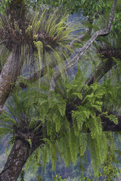 Giant ferns Rainforest