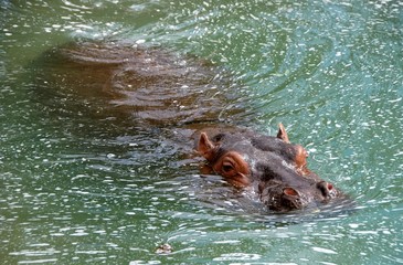 Hippopotamus in green water