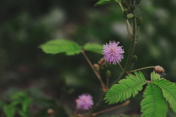 mimosa pudica Shame Plant