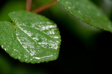 雨で濡れたはっぱ /梅雨のイメージ