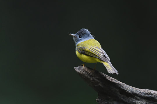 Grey-headed canary flycatcher, bird China