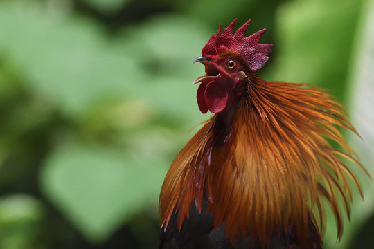 Portrait of red jungle fowl bird China