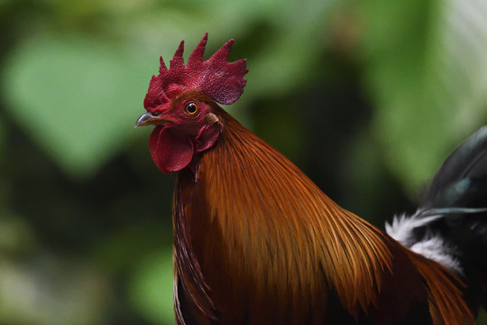 Portrait of red jungle fowl bird China
