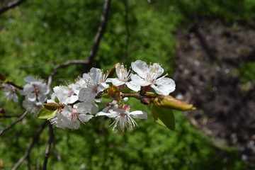 Blooming Apricot Branch on a Spring Day