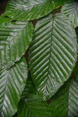 雨で濡れたはっぱ /梅雨のイメージ