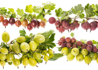 fresh gooseberries isolated on a white background © Vera Kuttelvaserova