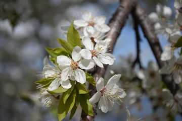 Blooming Apricot Branch on a Spring Day