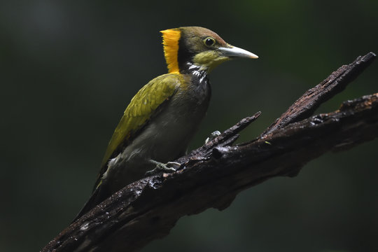 Greater yellownaped woodpecker bird china