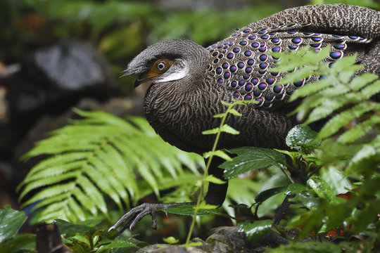 Grey peacock-pheasant bird china