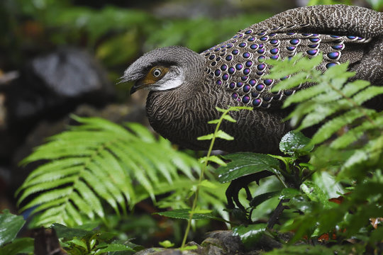 Grey peacock-pheasant bird china