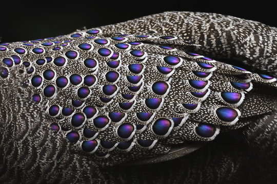 Grey peacock-pheasant bird close up feathers china