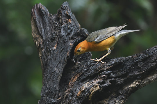 Orange-headed thrush bird china