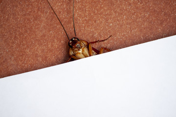 White paper on top cockroach sleep on orange tile floor for presentation.