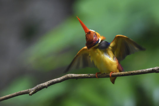 Oriental dwarf kingfisher bird China
