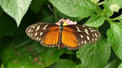papillon orange et noir