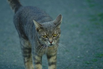 cat walking 