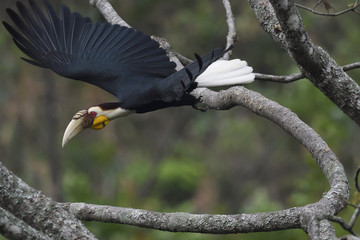 Wreathed hornbill bird China