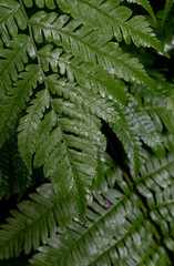 雨で濡れたはっぱ /梅雨のイメージ
