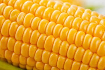 Corn bright juicy vegetarian shot over white background