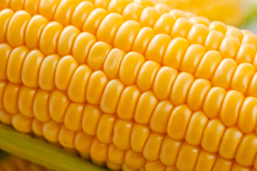 Corn bright juicy vegetarian shot over white background