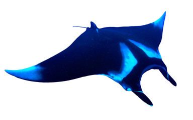 Manta Ray isolated on white background 