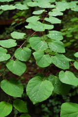 雨で濡れたはっぱ /梅雨のイメージ