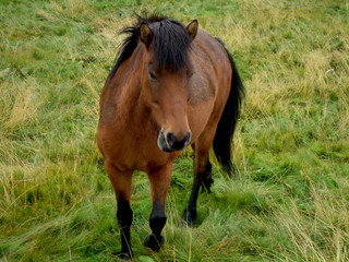 Brown and black Icelandic horse galloping in the meadow.