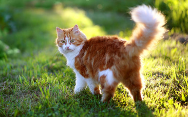 Cat in Green Grass in Summer. Beautiful Red Cat with Yellow Eyes