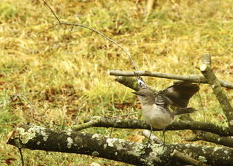 This image shows a mocking bird spreading his wings