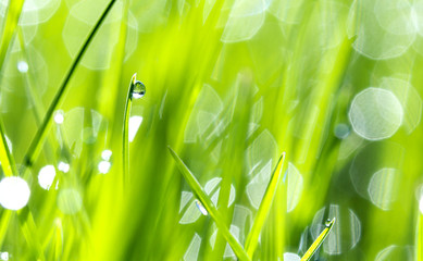 Drops of dew on the beautiful green grass, background close up