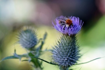 Ackerhummel (Bombus pascuorum) auf einer Acker-Kratzdistel (Cirsium arvense) 