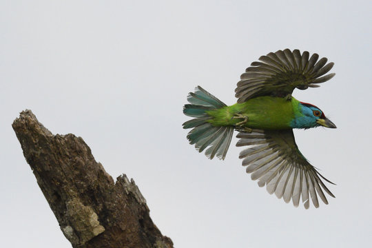 Blue-throated barbet bird flying