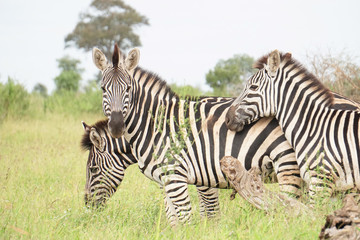 Fototapeta na wymiar Zebras im Kruger National Park Südafrika