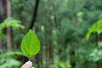 森とはっぱ　/　エコロジーのイメージ