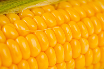 Corn bright juicy vegetarian shot over white background