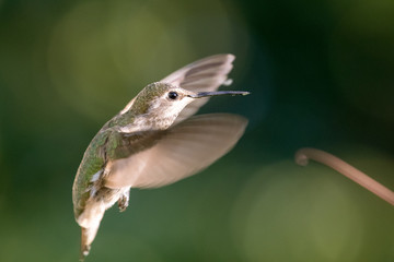 Anna's Hummingbird in Flight