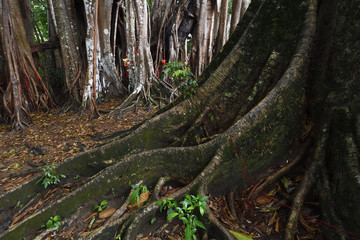 Banyan fig trees Ficus benghalensis