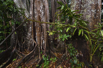 Banyan fig trees Ficus benghalensis