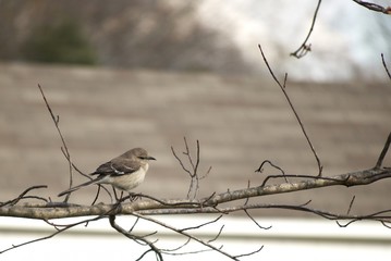 A bird closeup outside on nature