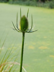 Teasel