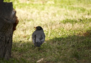A bird closeup outside on nature