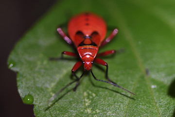 Red beetle on a leaf