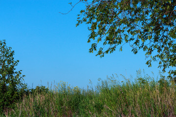 forest landscape without people summer