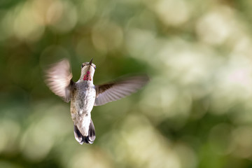 Anna's Hummingbird in Flight