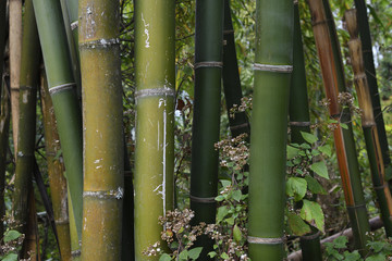 bamboo