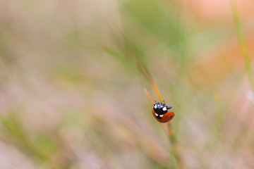 Ladybug on a straw