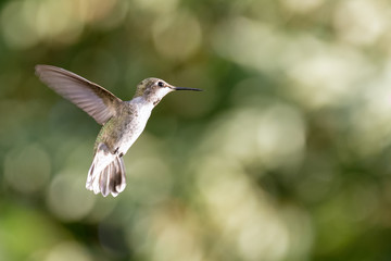 Female Anna's hummingbird in flight with a bokeh background.