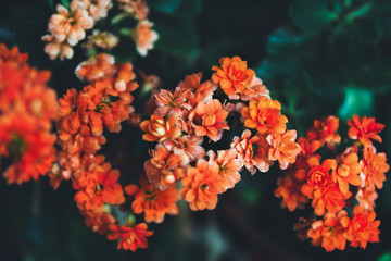 Small orange flowers background