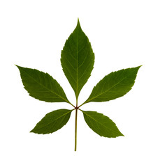 green leaves on white background